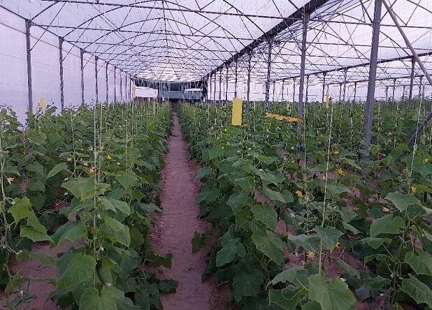 خلیج‌فارس الماسی برای ساحل‌نشینان؛ لزوم توسعه کشت گلخانه‌ای با آب دریا