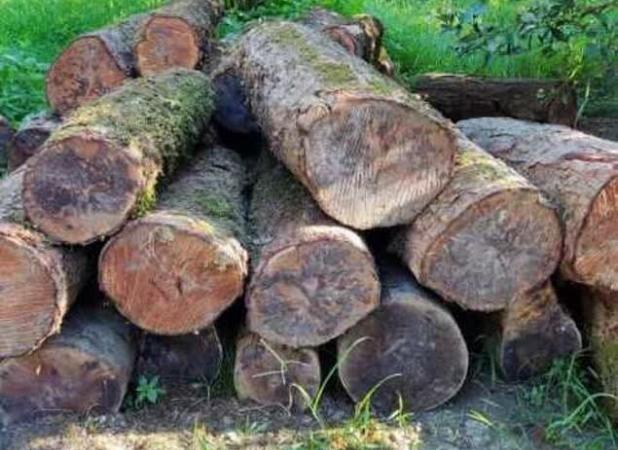 کشف ۹ تن چوب قاچاق در اسلام‌آباد غرب