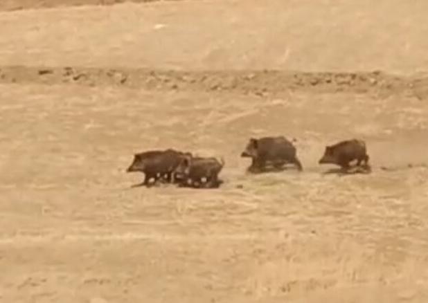 مشاهده یک گله گراز در کوهرنگ