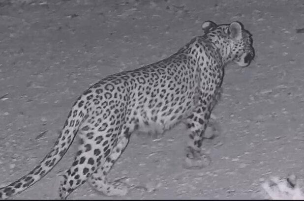 چشم در چشم پلنگ در پناهگاه حیات‌وحش عباس‌آباد