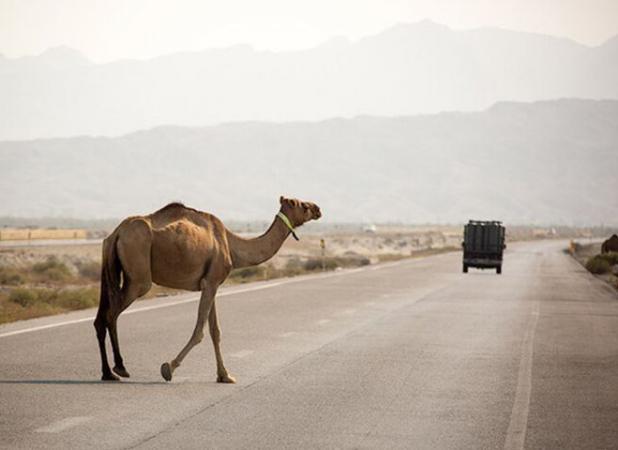 برخورد خودرو با شتر  دو سرنشین خودرو را راهی بیمارستان کرد