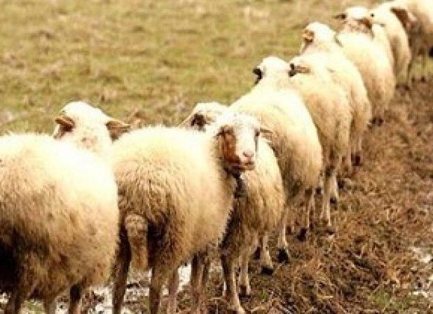 استاندار کرمانشاه: نژاد گوسفند سنجابی باید حفظ شود 