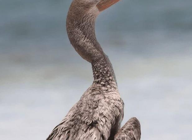 «باکلان» پس از درمان به دره انجیر بازگشت