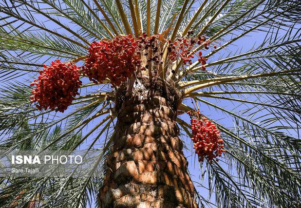 حاجی‌آباد قطب تولید خرمای پیارم کشور است