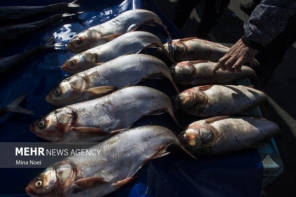 توسعه اقتصاد دریامحور با هدف‌گذاری تولید ۲.۶ میلیون تن محصولات آبزی