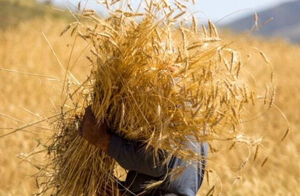اختصاص ۳۰ هزار میلیارد تومان برای پرداخت مطالبات گندمکاران کشور