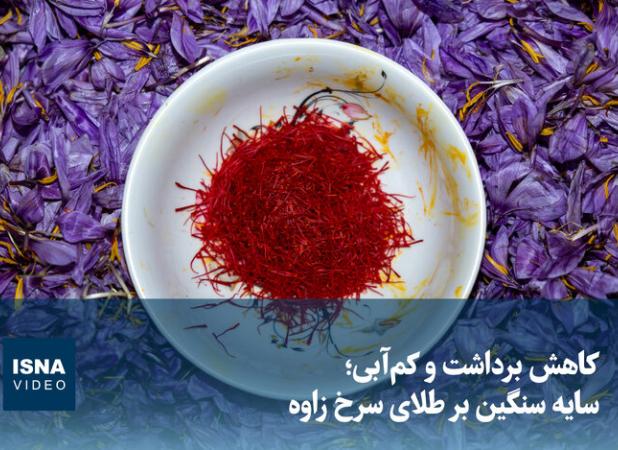 مدیر هماهنگی ترویج کشاورزی سازمان جهاد کشاورزی: یک‌هزار هکتار سطح زیرکشت زعفران در لرستان است