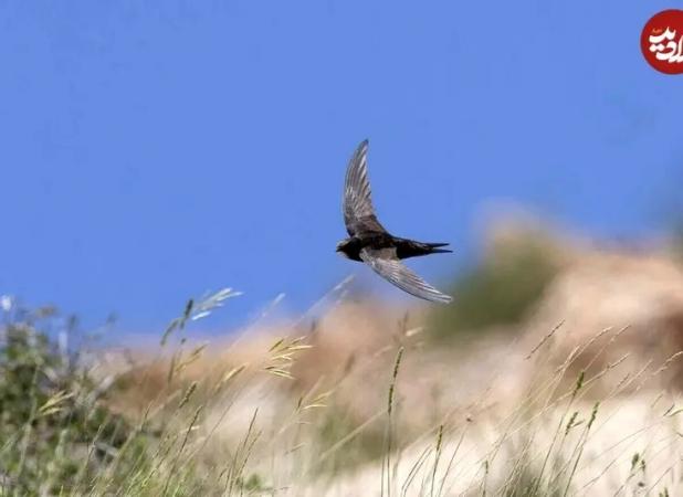پرنده‌ای که می‌تواند «۱۰ ماه» بدون توقف پرواز کند