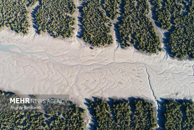 حَرّا، ریه سبز خلیج فارس و تکیه‌گاه زندگی در جزیره؛ ۵ هزار نهال غرس شد