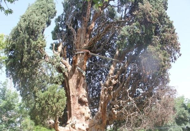 سرو کهنسال شهرستان مهریز