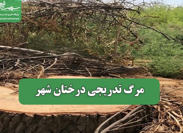 مرگ تدریجی درختان شهر