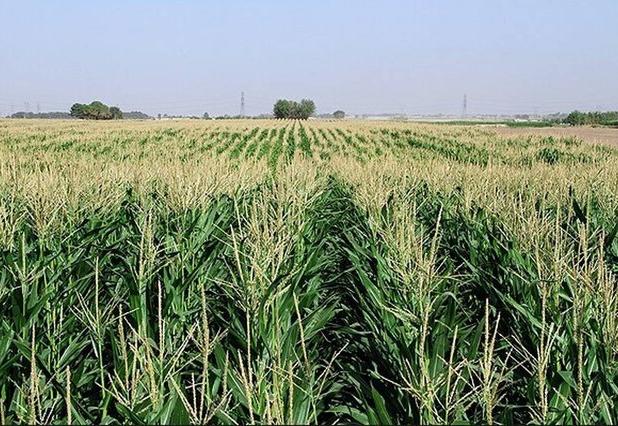 اختصاص ۱۰۸ میلیارد تومان برای لوله کشی مزارع گلستان