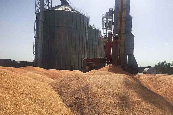 وضعیت موجودی گندم و آرد در مازندران پایدار است