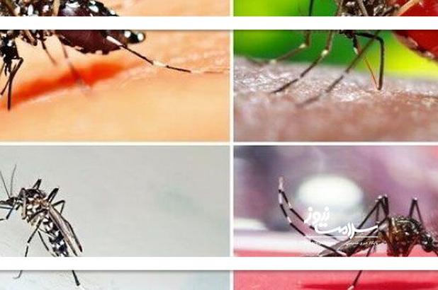 جنوب در تهدید تب دنگی