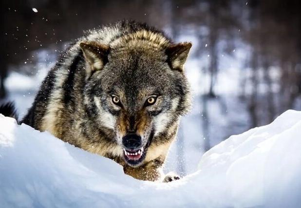 سرما حیات وحش را به شهرها نزدیک می‌کند / غذارسانی به حیوانات ممنوع!