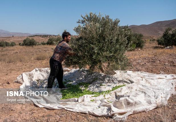 زیتون کاران رودبار عضو تعاونی باغداران زیتون شوند/ پیش‌بینی برداشت ۱۸ هزار تنی
