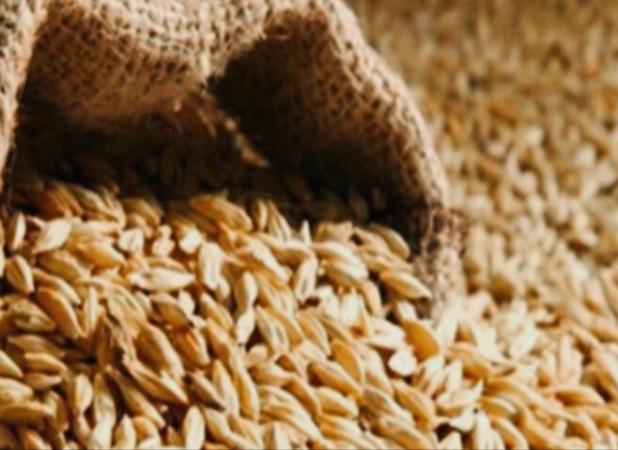 توقیف محموله ۲۴ تنی قاچاق جو در نیمروز