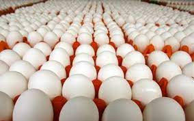 تولید تخم مرغ روزانه در خراسان رضوی به ۴۰۰ تن رسید
