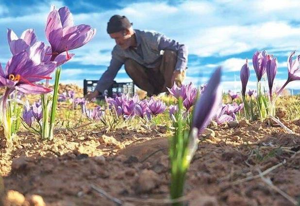 تهدیدی خاموش برای طلای سرخ؛ تبدیل مزارع زعفران به ویلا در رباط‌کریم