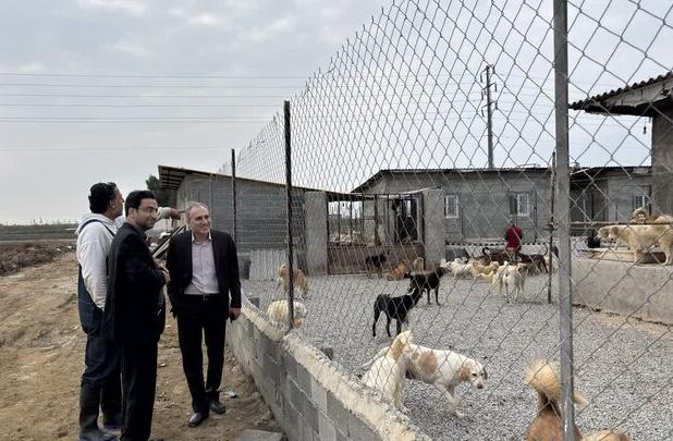 طرح جامع مدیریت سگ‌های بلاصاحب در مازندران کلید خورد