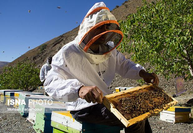 کاهش ۲۰ درصدی تولید عسل در خراسان رضوی