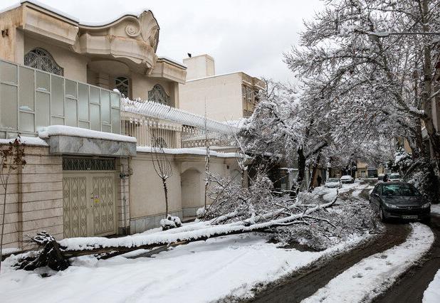 ۴۰۰ مورد سقوط درخت از روز نخست بارش در مشهد