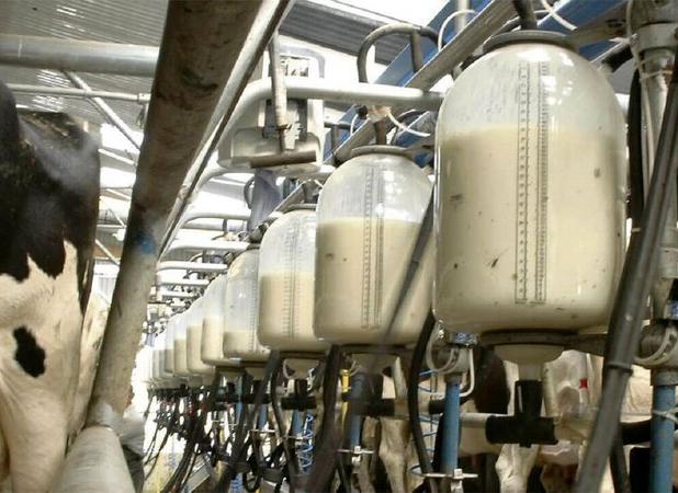 مدیر جهاد کشاورزی: ملایر به عنوان قطب تولید شیر استان همدان تثبیت شد