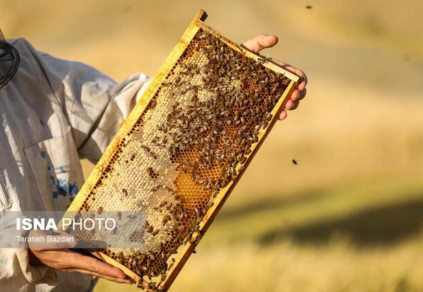 افزایش ۲۱ درصدی تولید عسل در گیلان