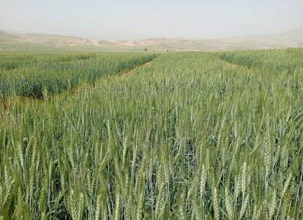 آغاز کاشت مزارع الگویی گندم در دهلران