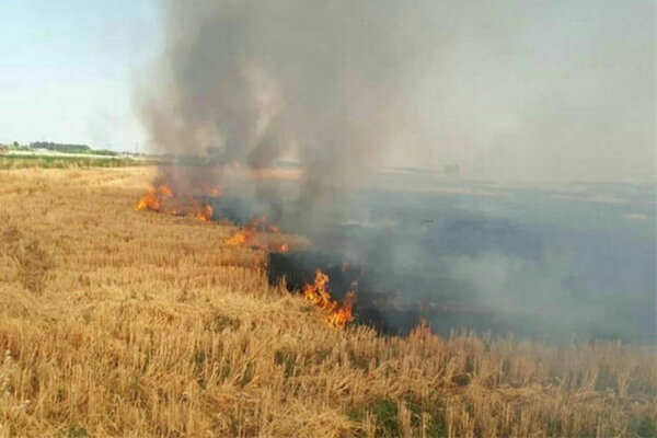 صاعقه گندم زارهای روستای سمانه دهلران را سوزاند