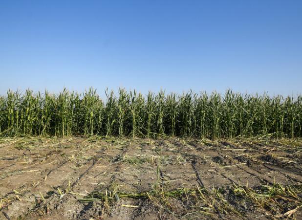 برداشت ذرت علوفه‌ای در حاجی‌آباد آغاز شد