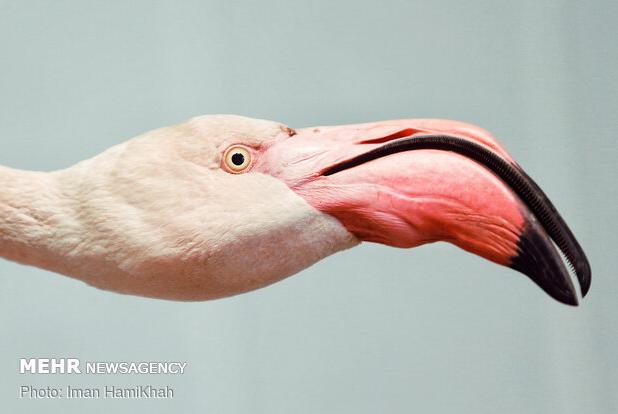 فرود ده‌ها فلامینگو در فرودگاه شهدای بجنورد