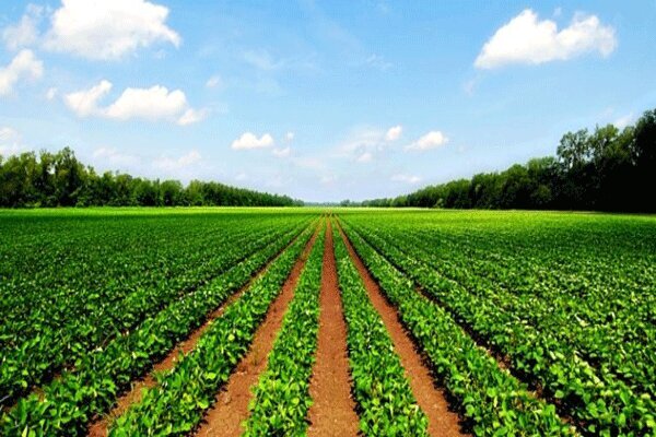 جزئیات اجرای الگوی کشت در استان سمنان