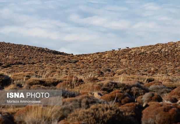 خشکسالی‌های اخیر باعث کاهش منابع غذایی طبیعی حیات وحش زنجان شده است