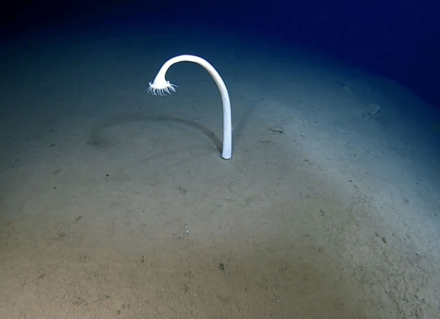 موجودات عجیبی که به تازگی در اعماق اقیانوس دیده شده‌اند