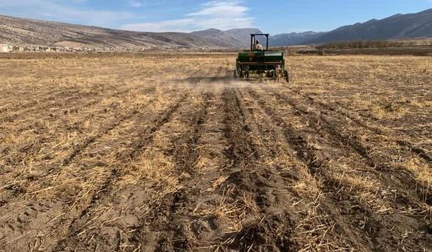 آغاز عملیات کاشت نخود پاییزه در ایوان با روش کشت مستقیم