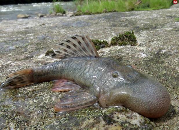 ۵ موجود عجیبی که به تازگی کشف شده‌اند!