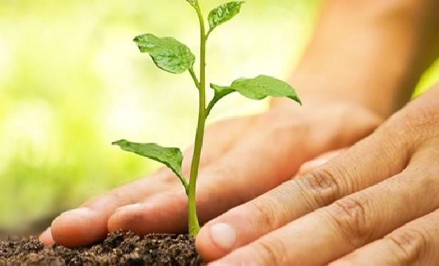 اجرای طرح تولید و کاشت یک میلیارد اصله نهال در کشور