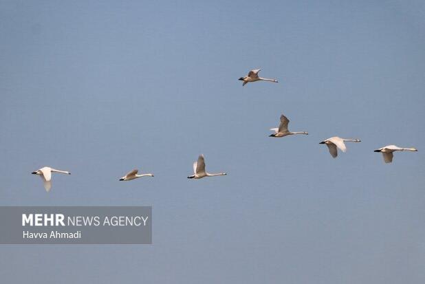مهمانی پرندگان مهاجر در پناهگاه حیات وحش عباس‌آباد نائین