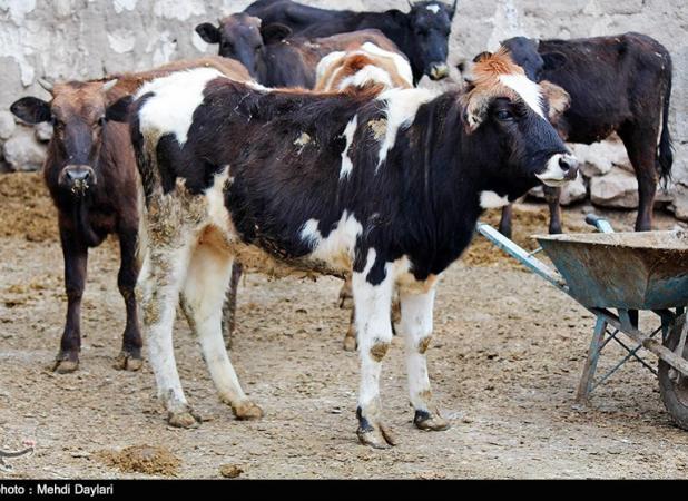 ردپای شیوع تب برفکی در دفتر وزیر جهاد کشاورزی/ دام زنده پاکستانی چطور وارد تهران شد؟