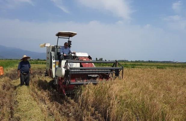 نخستین برداشت مکانیزه خوشه‌های طلایی برنج در املش