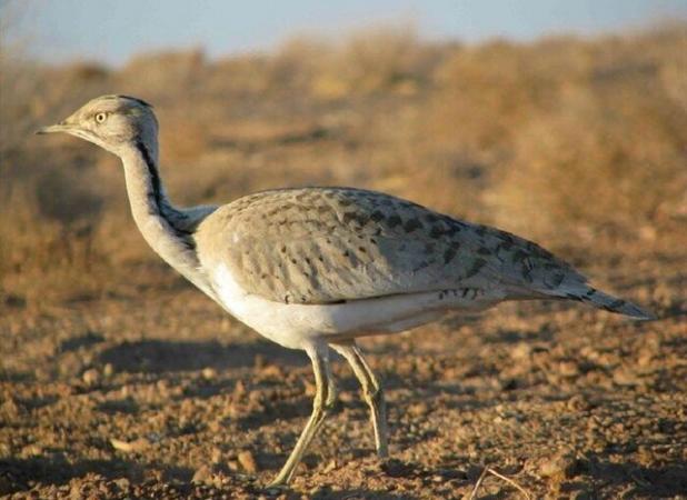 افزایش ۴۰ درصدی مشاهدات هوبره در قزوین