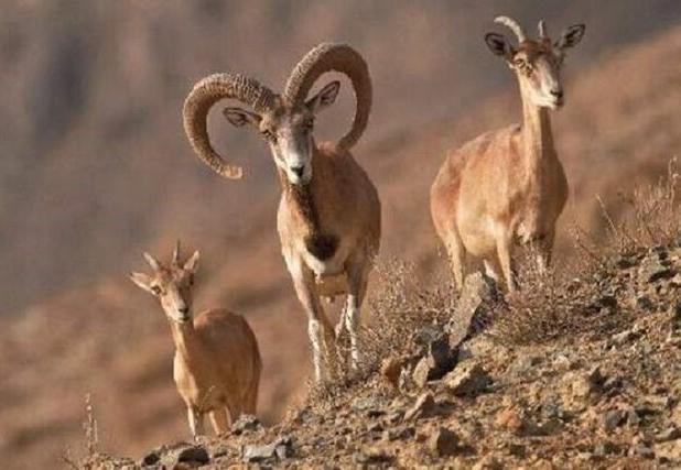 یک مسئول: جمعیت حیات وحش خراسان شمالی در سرشماری اخیر تغییری نکرده است