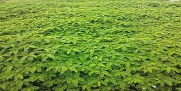 کاشت موفق گیاه «سزبانیا» برای نخستین بار در دهلران