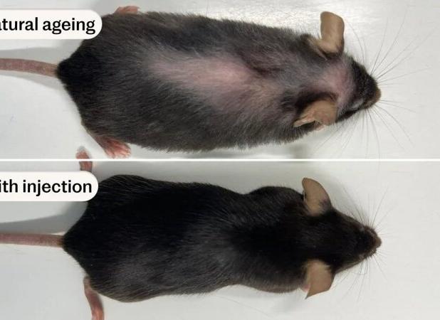 داروی ضد پیری جدید علائم سالمندی در موش‌ها را از بین برد