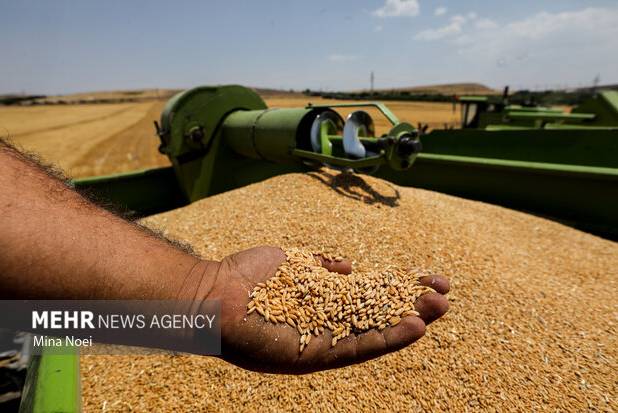 ۲۶ تن گندم قاچاق در هشترود کشف شد
