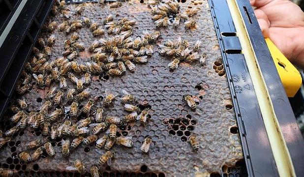 سفارش کارشناسان به کشاورزان و زنبورداران