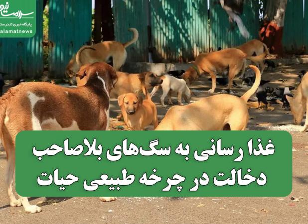 غذا رسانی به سگ‌های بلاصاحب، دخالت در چرخه طبیعی حیات