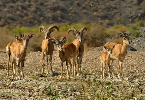 ماجرای تصاویر منتشر شده از شکار در لارستان چه بود