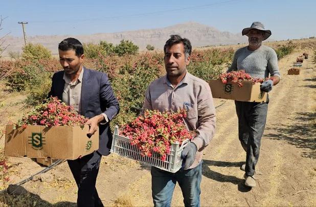 ایزدی: زرند، پیشتاز تولید زرشک در استان کرمان است
